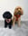 honey_the_cavapoodle
