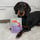 Buzz_the_dachshund_