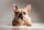 Rocco_thebluemerle