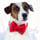 gil_thejackrussell
