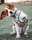 Sasha_theladybeagle