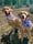 jasmine_meg_foxred_labs