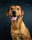 Maxfoxred