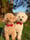 MiloAndLeosDogLife