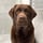 labrador.chocolate.charlie