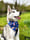 the_odie_diaries