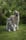 trevor_thewolfhound