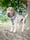 herbiethesharpei
