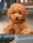 poodletoy.simba
