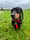 arnold_minidachshund