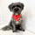 albie_the_scruffy_pup