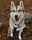 Husky_ofthe_sea