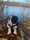 my_corgi_vinny
