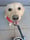 lou_goldenlab