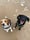 Matiesdogwalking