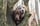 labradors_oscarandbailey