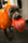 Early_amstaff_happy