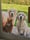 triple.woofs