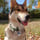 LokiJawstheLocoWolfdog