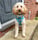 mrcooper_toypoodle