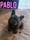 Pablo_the_Baloubie