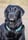 kai_black_lab