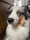 storm_the_aussie_