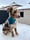 Franklin_on_adventures