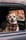 dailydogtag