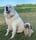 DogsOfSuckertown