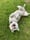 bruno_de_husky