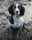 Calliopethespringer