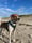 aspenthefoxhound