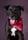 buttersthebullypup