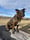 attikathemuttpup