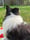 zorro_thecollie