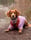 Ivythatcockapoo