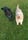Juma.tommie.the.labradoodle