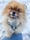dinky_pom