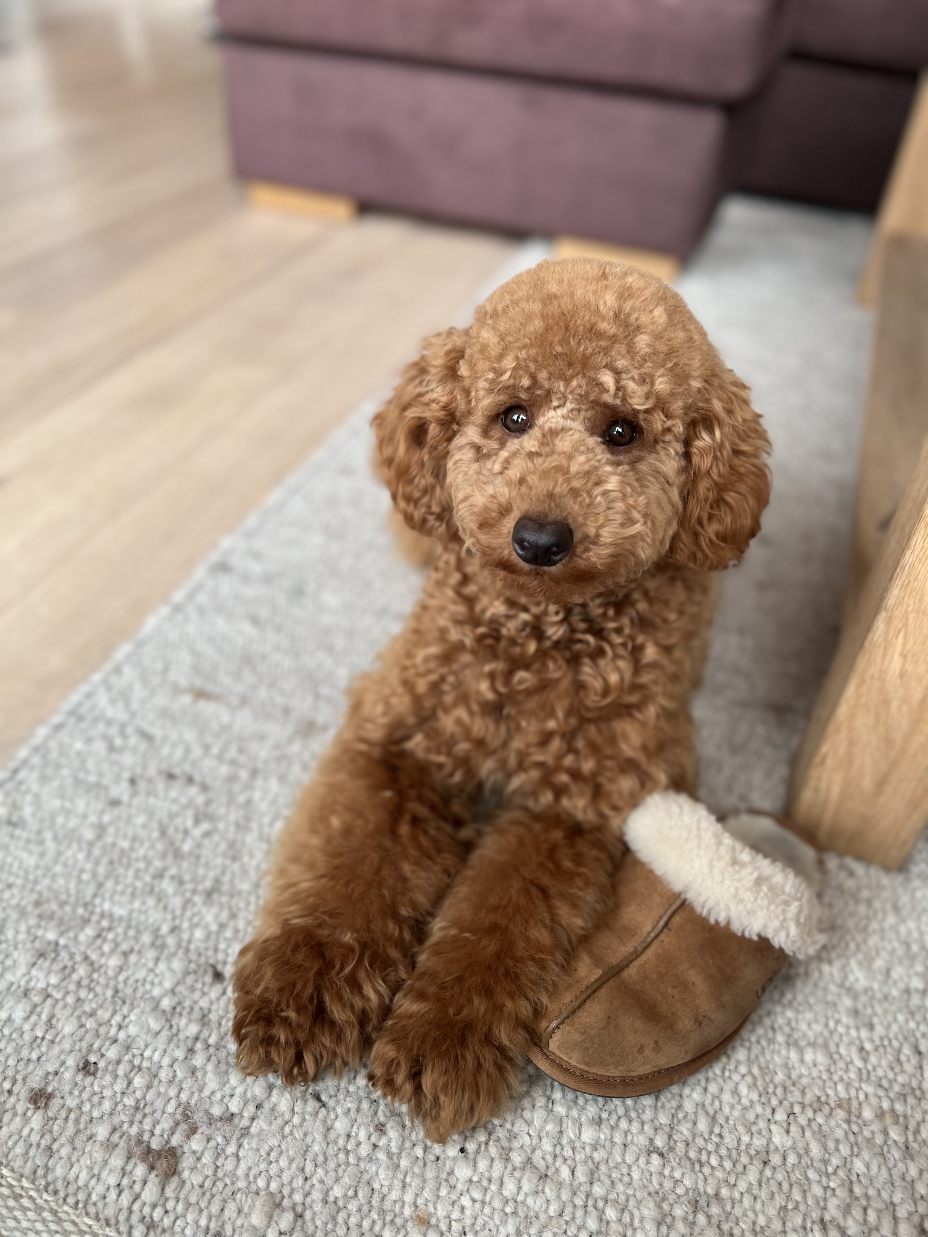 Life.of.poodle.Louie