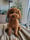 Toypoodle_floki