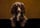 milothecockersspaniel