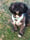 Toby_the_shiranian