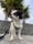 Buddy_327.