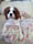 Cavalier_LadyRoseMacClare