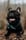 its_charlie_the_french_bully