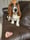 lucky_bassethound