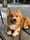 the_corgi_elizabeth