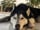 darko_the_husky