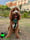 life.of.teddy.the.minicockapoo